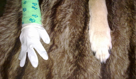 liveart backtothebone 280 corinnakorth u