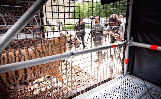 zps2 560 patryk witt x